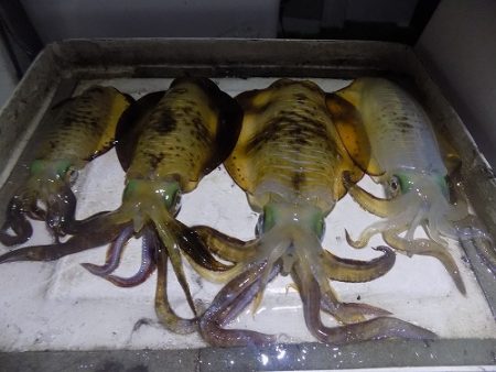 フィッシングボート空風(そらかぜ) 釣果