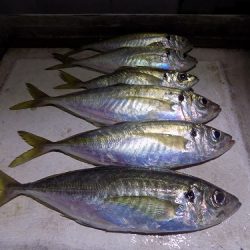 フィッシングボート空風(そらかぜ) 釣果