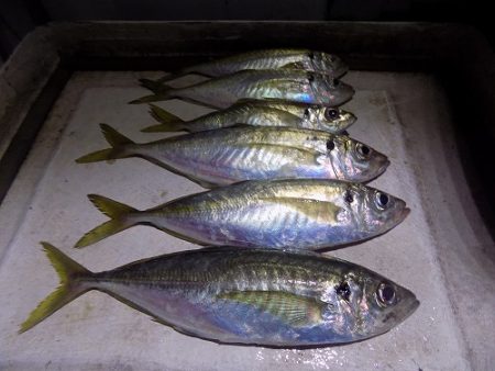 フィッシングボート空風(そらかぜ) 釣果