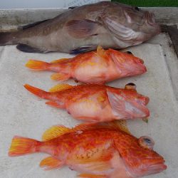 フィッシングボート空風(そらかぜ) 釣果