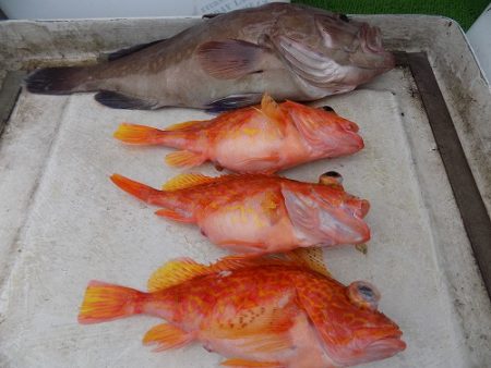 フィッシングボート空風(そらかぜ) 釣果