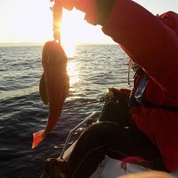 フィッシングボート空風(そらかぜ) 釣果