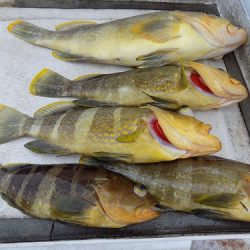 フィッシングボート空風(そらかぜ) 釣果