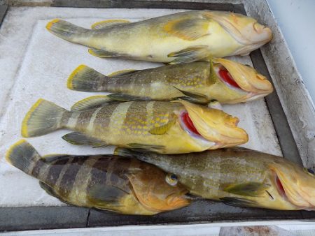 フィッシングボート空風（そらかぜ） 釣果