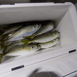 フィッシングボート空風(そらかぜ) 釣果