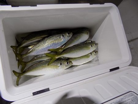 フィッシングボート空風(そらかぜ) 釣果