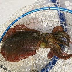 フィッシングボートACE(エース) 釣果