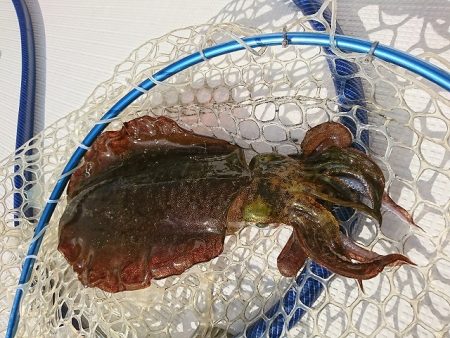 フィッシングボートACE(エース) 釣果