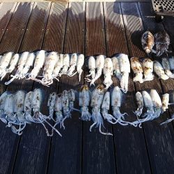 フィッシングボートACE(エース) 釣果