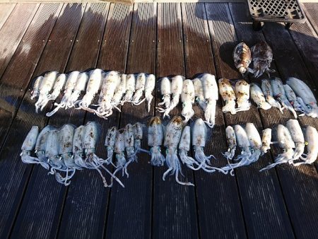 フィッシングボートACE(エース) 釣果