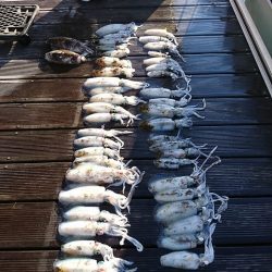 フィッシングボートACE(エース) 釣果