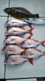 釣り舟　海竜 釣果