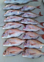 釣り舟 海竜 釣果