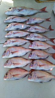 釣り舟　海竜 釣果