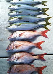 釣り舟 海竜 釣果