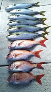 釣り舟　海竜 釣果