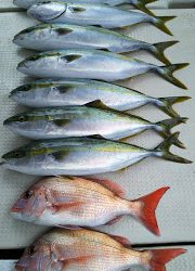 釣り舟 海竜 釣果