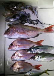 釣り舟 海竜 釣果