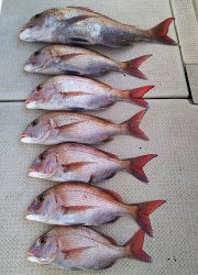 釣り舟　海竜 釣果