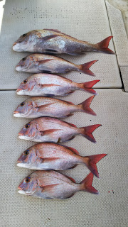 釣り舟　海竜 釣果