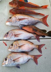 釣り舟 海竜 釣果