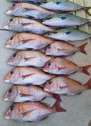 釣り舟 海竜 釣果