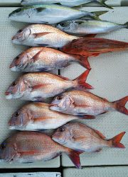 釣り舟 海竜 釣果