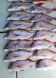 釣り舟 海竜 釣果