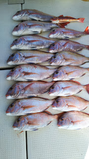 釣り舟　海竜 釣果