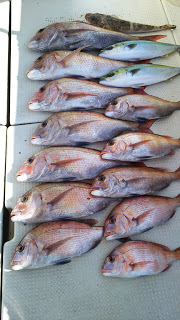 釣り舟　海竜 釣果