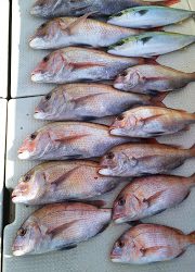 釣り舟 海竜 釣果