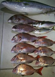 釣り舟 海竜 釣果