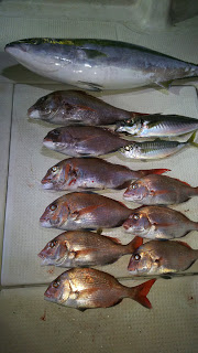 釣り舟　海竜 釣果