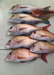 釣り舟　海竜 釣果