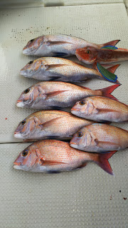 釣り舟　海竜 釣果