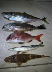 釣り舟 海竜 釣果