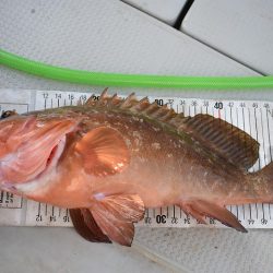 Fisherman Dreams DI 釣果