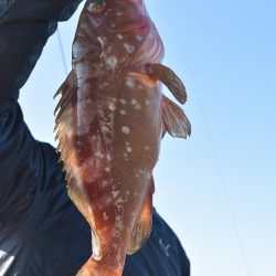 Fisherman Dreams DI 釣果