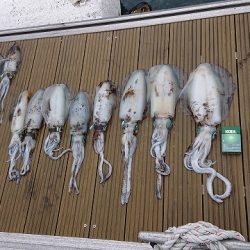 フィッシングボートACE(エース) 釣果