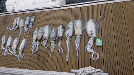 フィッシングボートACE(エース) 釣果