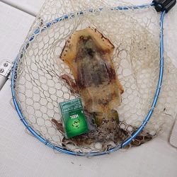 フィッシングボートACE(エース) 釣果