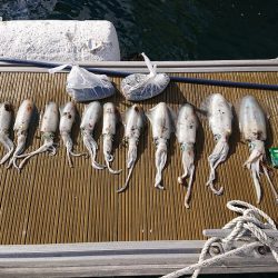 フィッシングボートACE(エース) 釣果