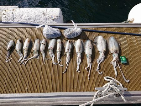 フィッシングボートACE(エース) 釣果