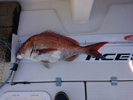 フィッシングボートACE(エース) 釣果