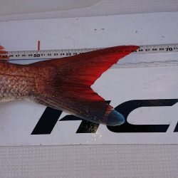 フィッシングボートACE(エース) 釣果