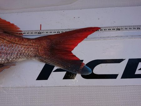 フィッシングボートACE(エース) 釣果