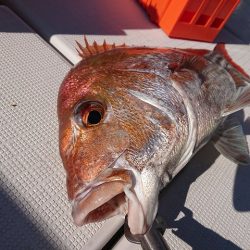 フィッシングボートACE(エース) 釣果