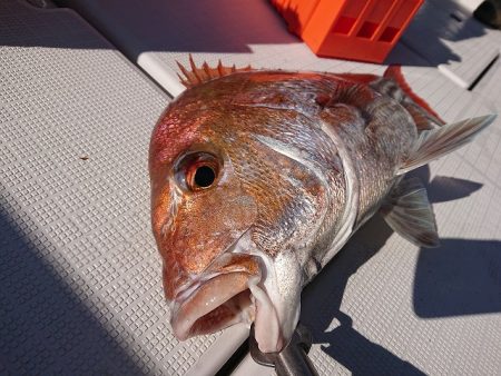 フィッシングボートACE(エース) 釣果