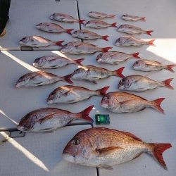 フィッシングボートACE(エース) 釣果