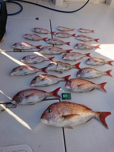 フィッシングボートACE(エース) 釣果